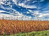 Autumn Cornfield_P1190503-5